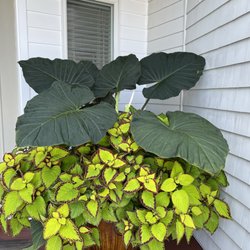 Hoch's Landscaping And Garden Center - Shade planter, with elephant ear and coleus on LBI.