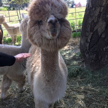Canzelle Alpacas - Farms Near Me - Carpinteria, California