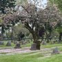 Photo of Rose City Cemetery & Funeral Home