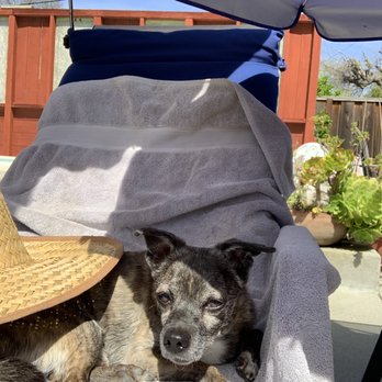 ARCHVET Emergency Hospital - Lounging poolside - Veterinarians Near Me - San Jose, California ARCHVET Emergency Hospital - Lounging poolside - Veterinarians Near Me - San Jose, California
