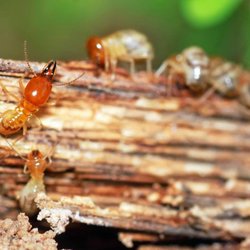 Boom Pest Control