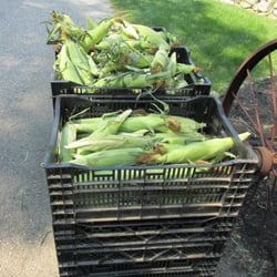 The Harvest Wagon - Lots of fresh corn