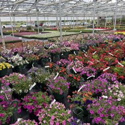 Perennials Plus - Colorful baskets