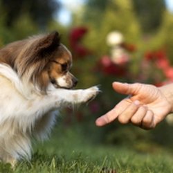 Countrycare Animal Complex