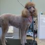 Photo of Paws For Effect Grooming