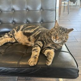 Cat - A tabby cat with striped fur is stretched out on a black leather chair in a cafe setting, with wooden flooring and tables visible in the background.