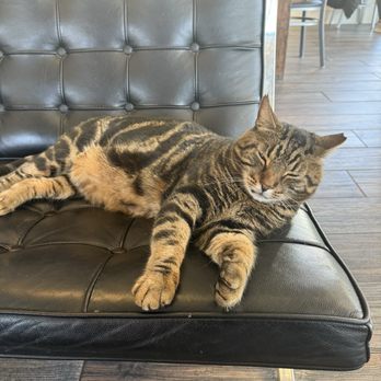 Kenwick Table - Cat - A tabby cat with striped fur is stretched out on a black leather chair in a cafe setting, with wooden flooring and tables visible in the background. - Coffee & Tea Near Me - Lexington, Kentucky