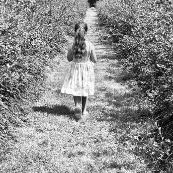 Amber Brooke Farms - Eustis - Pick Your Own Farms Near Me - Eustis, Florida