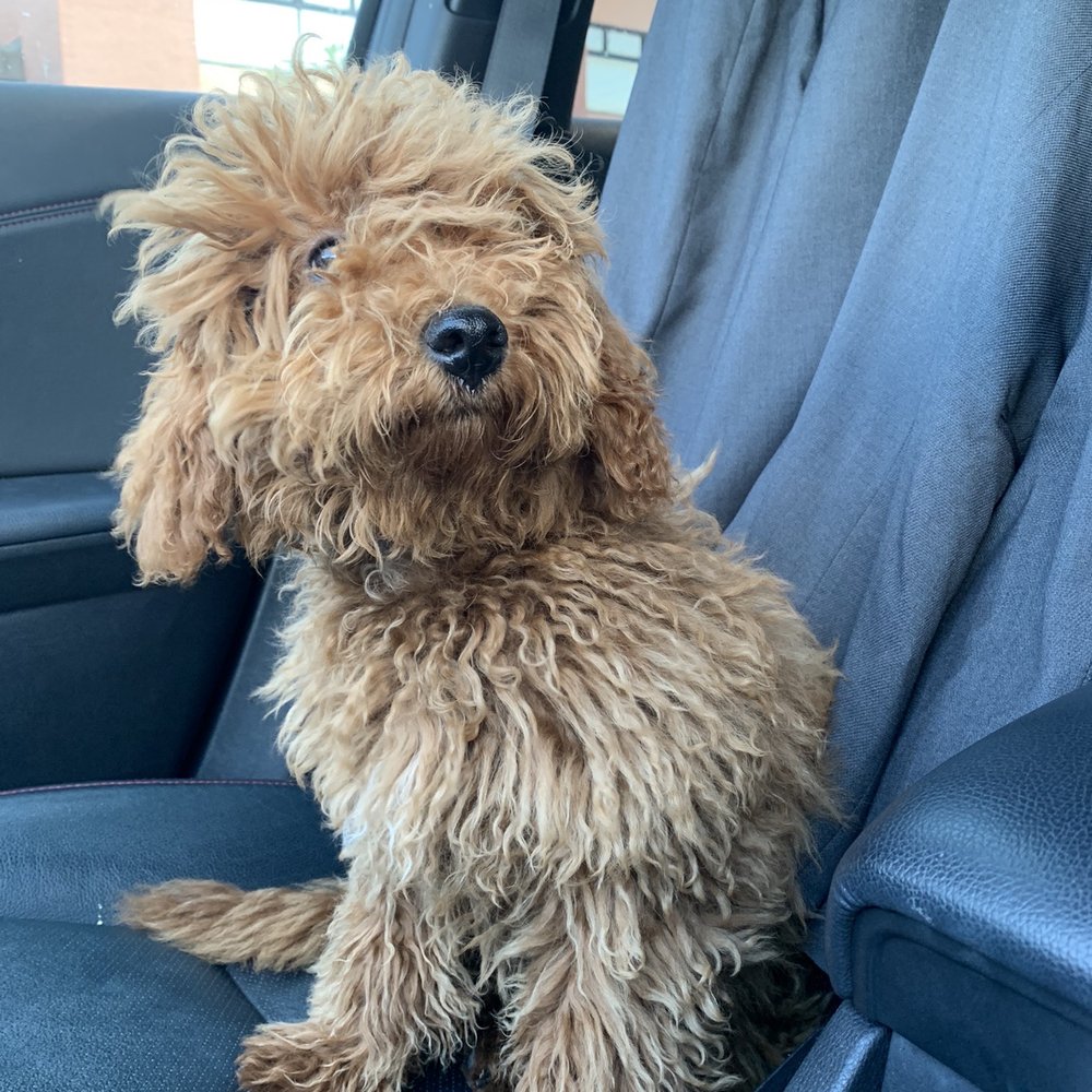 Clean Cut Grooming - Our dog before grooming - Pet Groomers Near Me - Tarzana, California