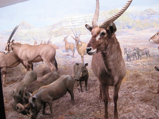 Naturhistorisches Museum Bern by null