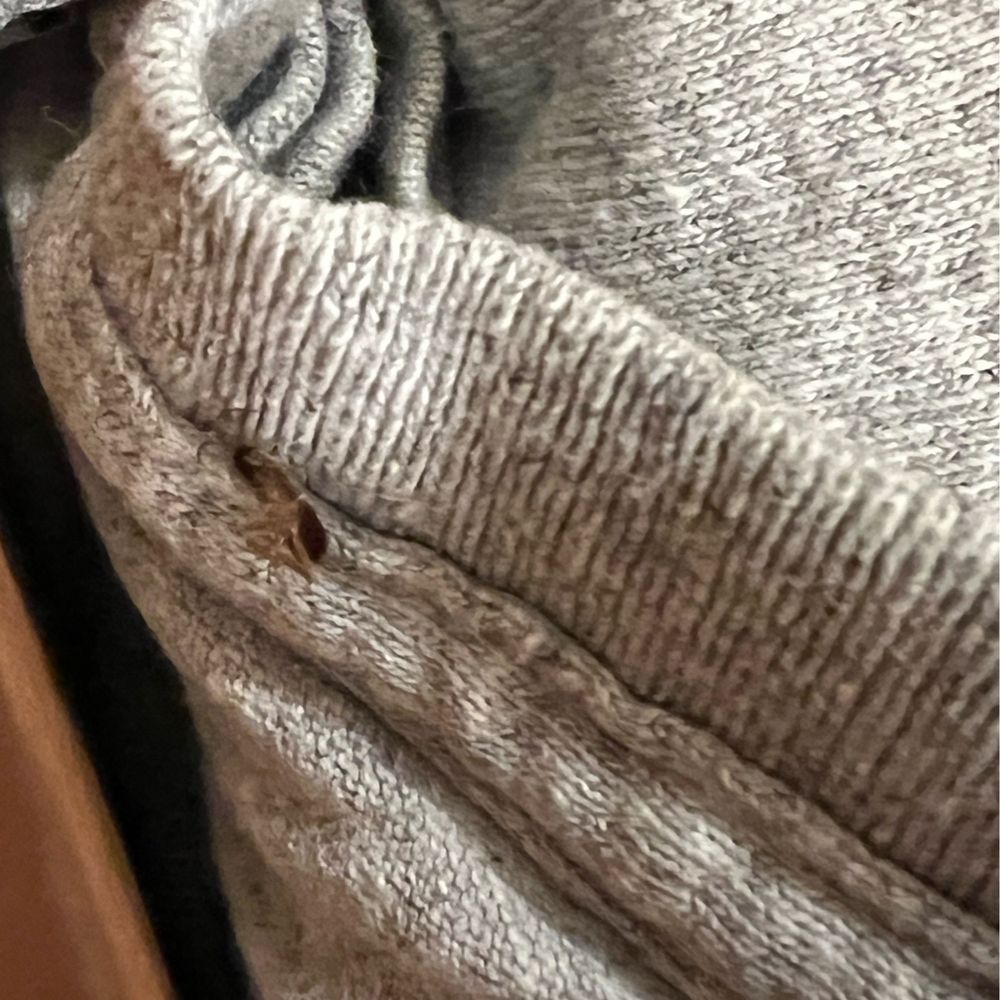 Pine Management - Cockroaches! - Property Management Near Me - New York, New York Pine Management - Cockroaches! - Property Management Near Me - New York, New York