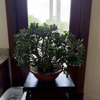 Ceremony Botanical Studio - Absolutely trilled with the jade plant I purchased today! - Nurseries & Gardening Near Me - Wimberley, Texas