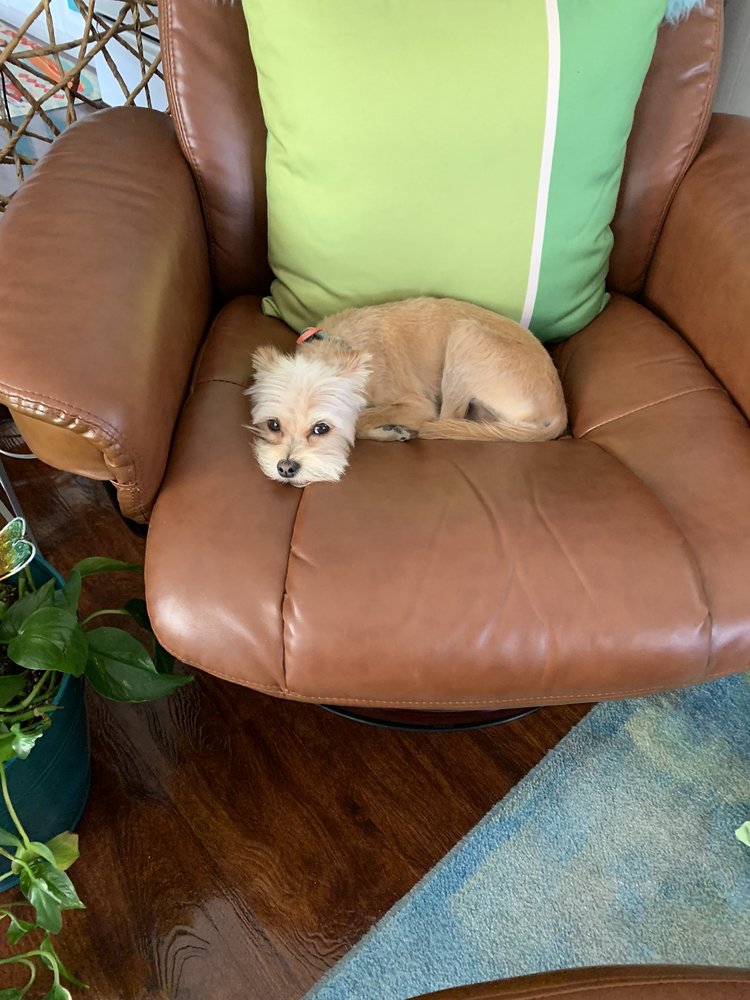 POSH POOCH SPLASH AND DASH FOR DOGS Updated September 2024 10