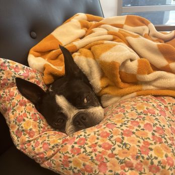 VEG ER for Pets - This is Poppy in one of the side, waiting rooms at VEG. - Emergency Pet Hospital Near Me - Elk Grove, California VEG ER for Pets - This is Poppy in one of the side, waiting rooms at VEG. - Emergency Pet Hospital Near Me - Elk Grove, California