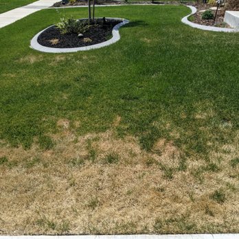 Stewart's Lawn Care and Pest Control - Possible grub infestation on the South lawn? This went from 3" to 3' wide in days. - Pest Control Near Me - Orem, Utah Stewart's Lawn Care and Pest Control - Possible grub infestation on the South lawn? This went from 3" to 3' wide in days. - Pest Control Near Me - Orem, Utah
