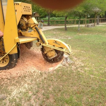 Trees Plus & DN Bobcat Services - Navarre stump grinding - Tree Services Near Me - Navarre, Florida Trees Plus & DN Bobcat Services - Navarre stump grinding - Tree Services Near Me - Navarre, Florida