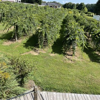 Twisted Vine Winery - a view of the vineyard from the top of the stairs - Wineries Near Me - Lenoir, North Carolina