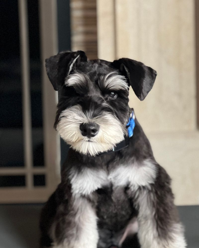 ROYALTY UNLEASHED MOBILE PET SPA Updated September 2024 366 Photos