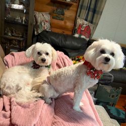 Riverbank Tails Grooming - Bennie & Abby