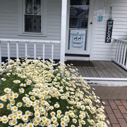 Junebug's Beach House - Flowers blooming and social distancing at Junebug