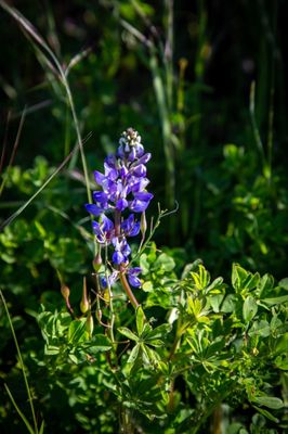 Chino Hills State Park by null