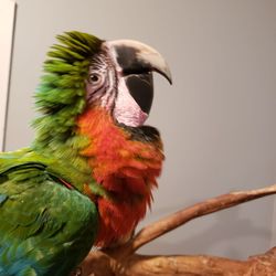 All Creatures Veterinary Hospital - Look at his little bruised cheeks