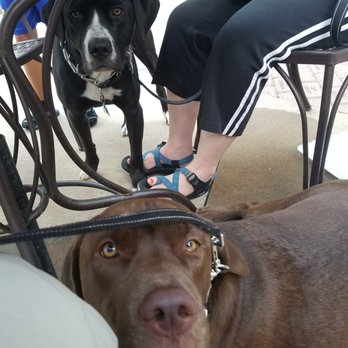Potosi Brewing Co - Pups want the flies - Breweries Near Me - Potosi, Wisconsin