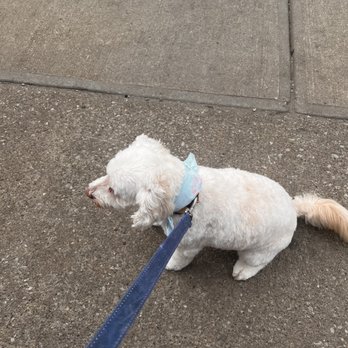 CLEdogs Spa & Social - After - Pet Groomers Near Me - Cleveland, Ohio