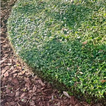 Wilkes Property Maintenance Services - Lawn Services Near Me - Seffner, Florida Wilkes Property Maintenance Services - Lawn Services Near Me - Seffner, Florida