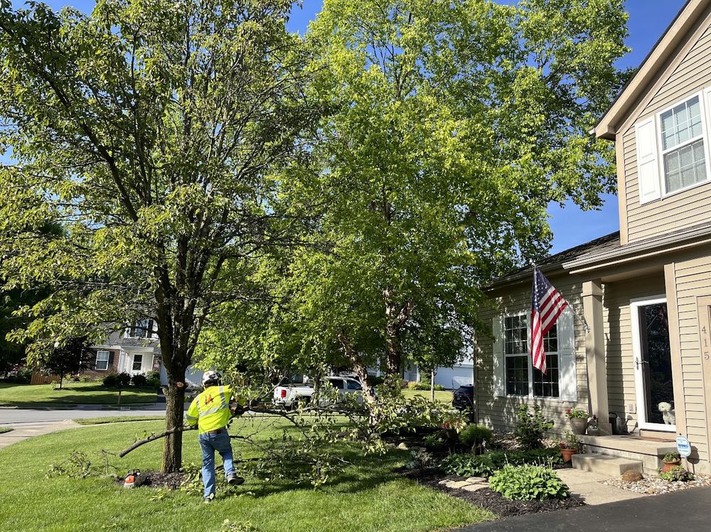 Loaeza & Vargas Tree Service - tree service in Marion, OH