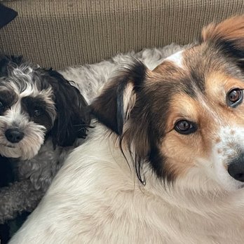 Santa Barbara Dog Whisperer - Bingo and Finley - Pet Training Near Me - Santa Barbara, California