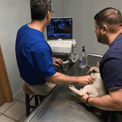 Opp Veterinary Hospital