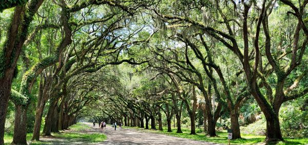 Wormsloe Historic Site by null