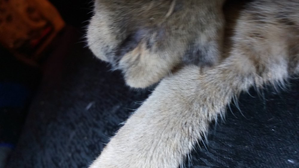 BROOKHAVEN ANIMAL HOSPITAL Updated September 2024 1210 Highway 51