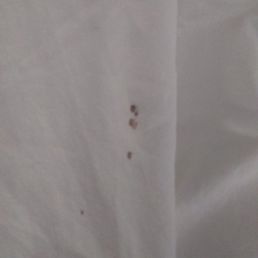 Bedbugs and my blood Bedbugs and my blood