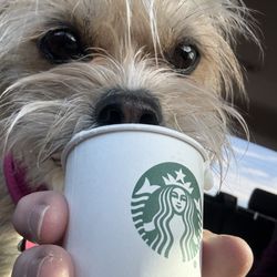 Starbucks - One of our pups enjoying her pup cup!