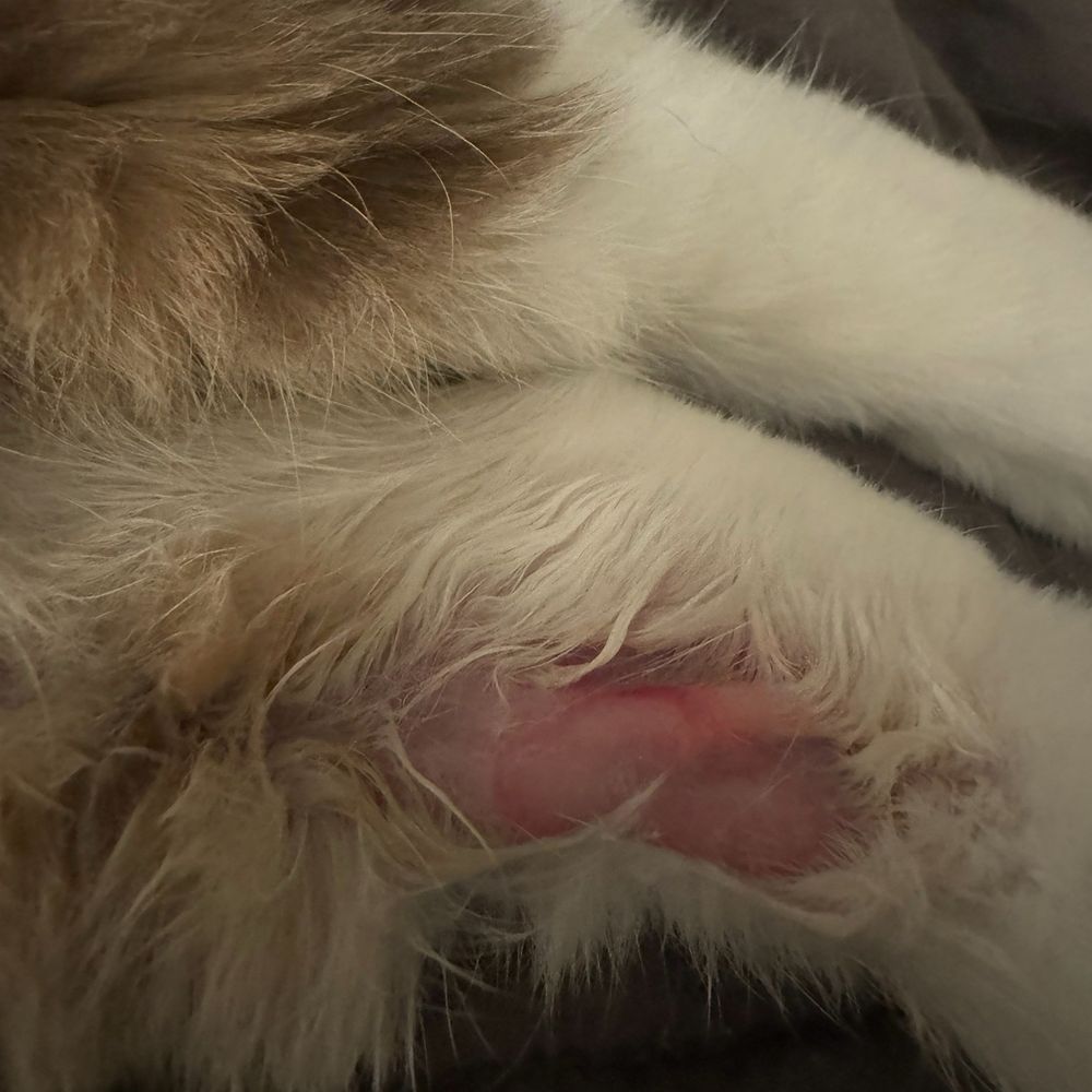 Banfield Pet Hospital - Of course it got worse since she was licking it - Veterinarians Near Me - Brea, California Banfield Pet Hospital - Of course it got worse since she was licking it - Veterinarians Near Me - Brea, California