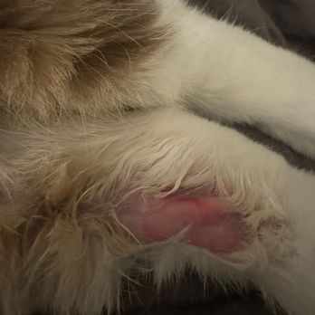 Banfield Pet Hospital - Of course it got worse since she was licking it - Veterinarians Near Me - Brea, California Banfield Pet Hospital - Of course it got worse since she was licking it - Veterinarians Near Me - Brea, California
