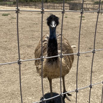 Ostrichland USA - Attraction Farms Near Me - Solvang, California Ostrichland USA - Attraction Farms Near Me - Solvang, California