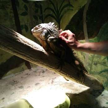 EcoVivarium - Intimidating Iguana. - Museums Near Me - Escondido, California EcoVivarium - Intimidating Iguana. - Museums Near Me - Escondido, California