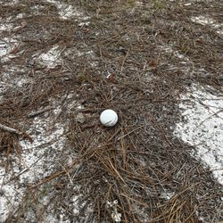 Isle Dauphine Golf Club
