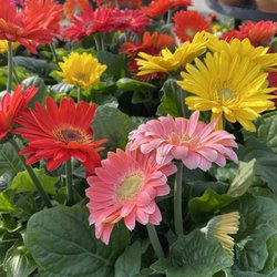 Our Garden Center is full of beautiful things!