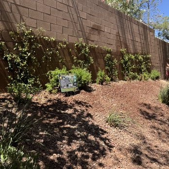 Morales Landscaping Services - After - Landscaping Near Me - Henderson, Nevada Morales Landscaping Services - After - Landscaping Near Me - Henderson, Nevada
