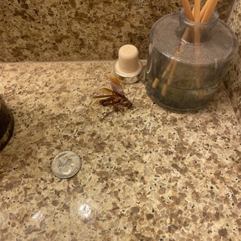 Homecoming at Eastvale - Chinese water bug/flying roach that came out of the bath tub drain - Apartments Near Me - Eastvale, California Homecoming at Eastvale - Chinese water bug/flying roach that came out of the bath tub drain - Apartments Near Me - Eastvale, California