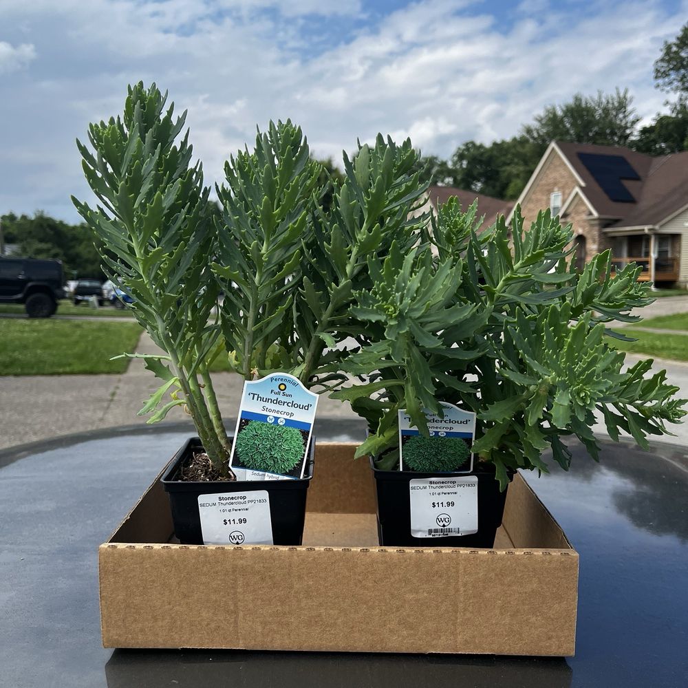 Wallitsch Garden Center - My thunderclouds plants - Nurseries & Gardening Near Me - Louisville, Kentucky Wallitsch Garden Center - My thunderclouds plants - Nurseries & Gardening Near Me - Louisville, Kentucky