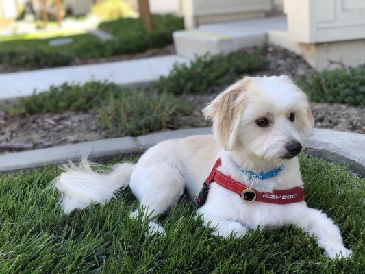 fur pal grooming spa