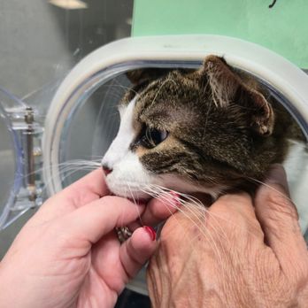 Long Beach Animal Emergency - We tried to comfort here and tell her that she'd be okay. - Veterinarians Near Me - Long Beach, California Long Beach Animal Emergency - We tried to comfort here and tell her that she'd be okay. - Veterinarians Near Me - Long Beach, California