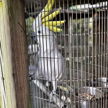 Tropic Plants - Birdie - Nurseries & Gardening Near Me - Tamarac, Florida