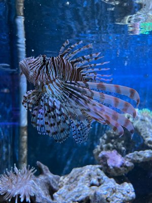 Key West Aquarium by null