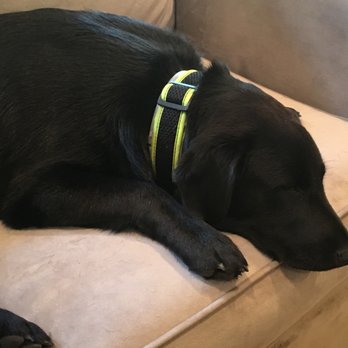 Sit Pretty Dog Training - This is Jett!!! Love him! - Pet Training Near Me Sit Pretty Dog Training - This is Jett!!! Love him! - Pet Training Near Me